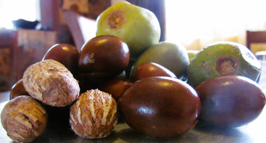 Nilotica, Shea Butter Fruits Nuts and Kernels