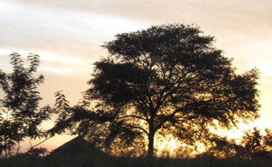 Nilotica Shea tree at sunset in the Acholi sub-region of Uganda - sustainably sourced by Secrets of Uganda