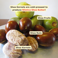 Nilotica Shea Butter for Very Dry & Sensitive Skin | Unscented Pure Moisturizer 100ml