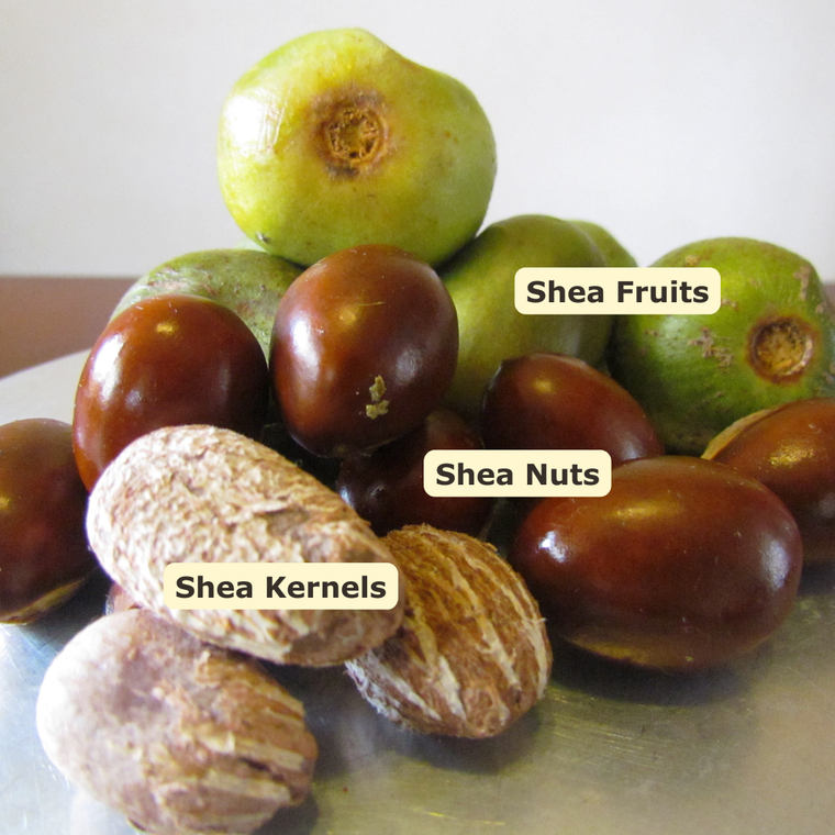 Acholi women hand-harvesting shea